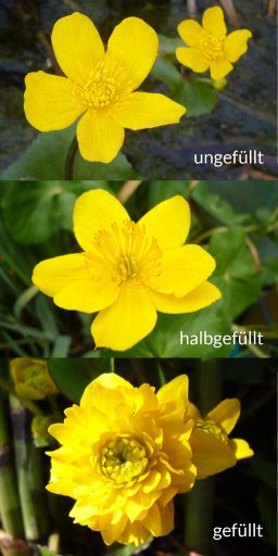 Vergleich von ungefüllten, halbgefüllten und gefüllten Blüten der Sumpfdotterblume Caltha palustris