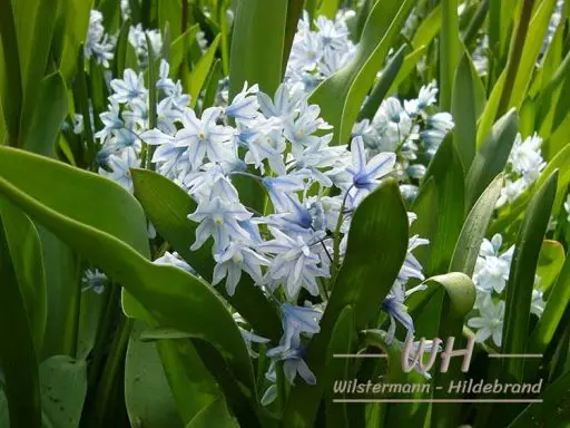 Porzellanblume Puschkinia scilloides