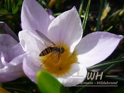 Schwebfliege auf Krokusblüte