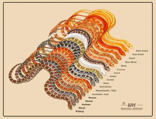 Farbformen und Zeichnungsmuster von Kornnattern