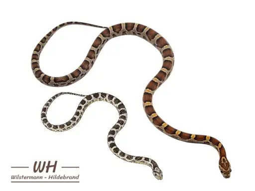 Kornnatter Foro und Farbzeichnung