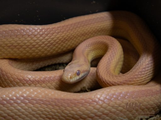 Kornnatter bei der Häutung