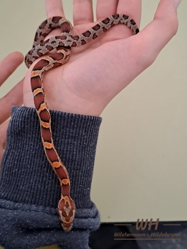 Kornnatter in Händerhänden