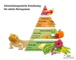 Ernährungspyramide für Bartagamen