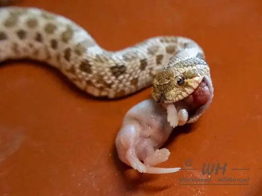 Hakennasennatter frisst Babymaus