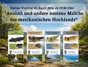 Teaser neotene Molche