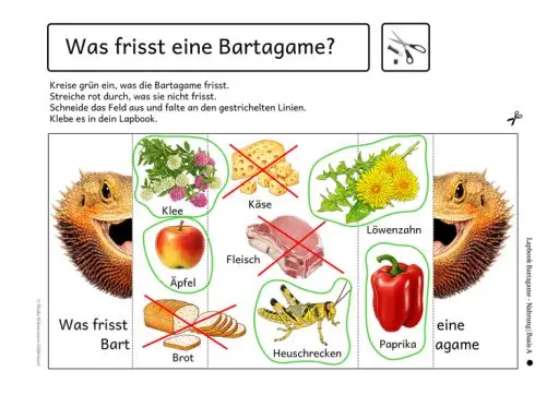 Was frisst eine Bartagame?