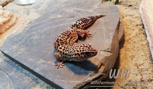 Leopardgecko Sara