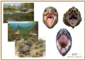 Schildkrötenbilder