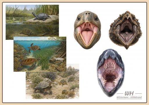 Schildkrötenbilder